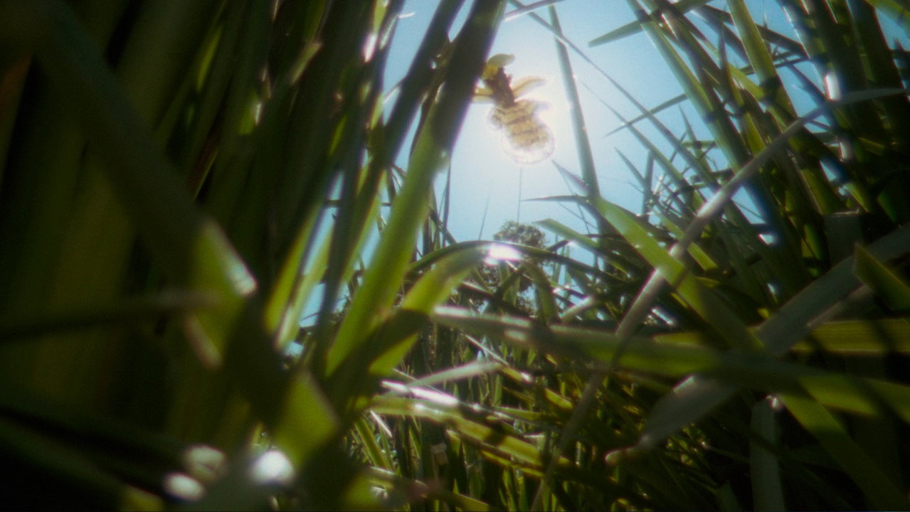 A sunlit macro shot of a flower and insect seen through tall reeds