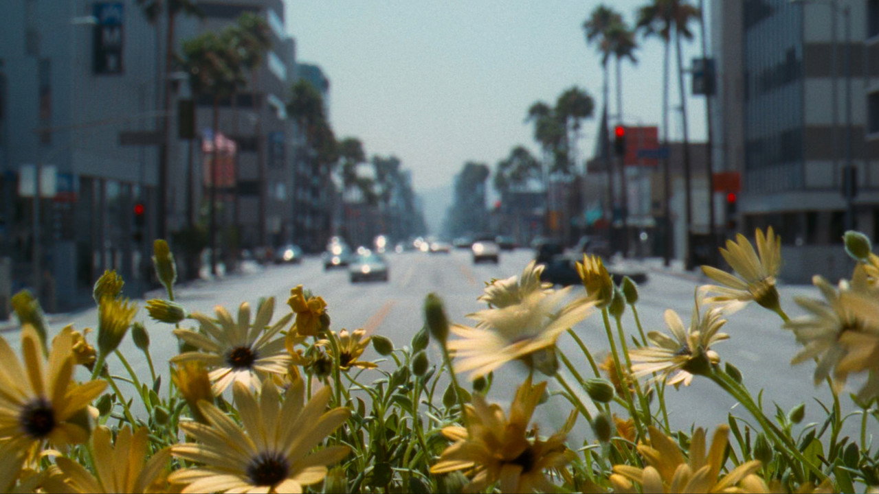 Wildflowers in sharp focus with a Los Angeles boulevard blurred behind them