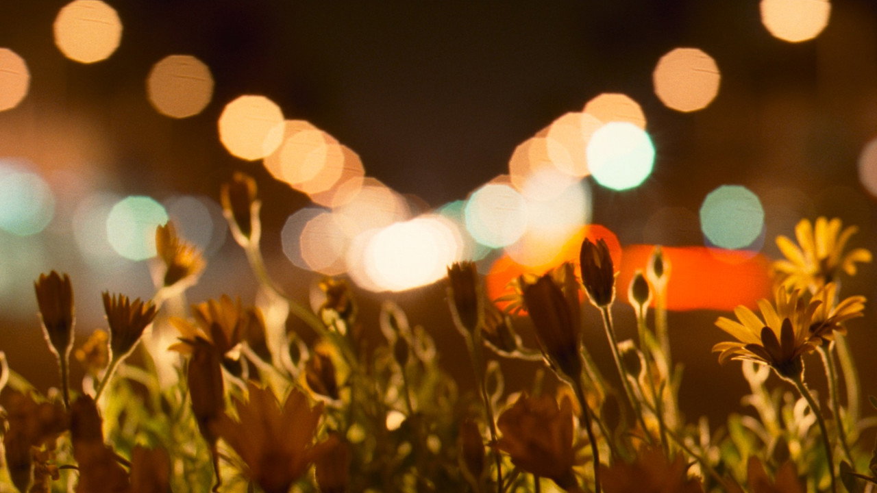 Wildflowers glowing at night against soft, blurred city lights
