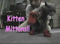 Kitten Mittens